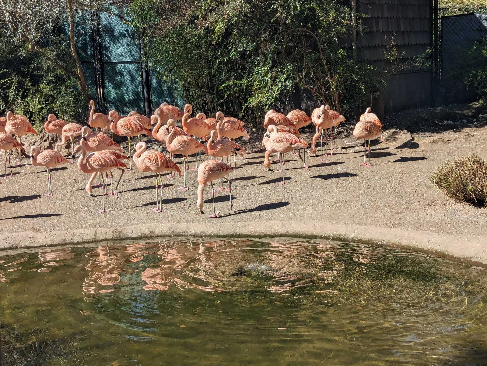 The challenge photo: 31 pink flamingos on a sandy bank in bright sun with long shadows, a small green pool with a concrete edge in the foreground, and behind them bushes, a chain-link fence with green mesh and a dark wooden shelter with shingle cladding