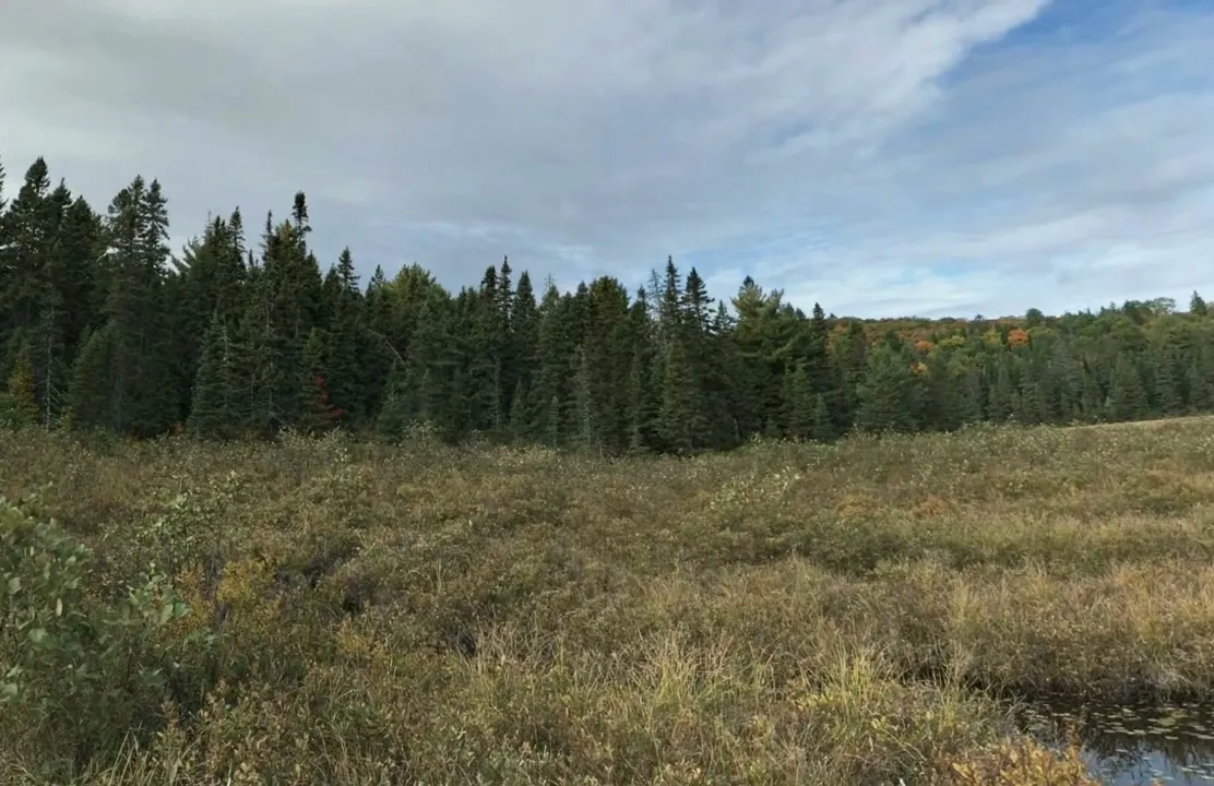 The challenge video's first frame: a bog of brown and olive shrubs and sedge in the foreground, a dense wall of dark spruce behind it, a ridge of orange and yellow hardwoods on the right horizon, a strip of open water with lily pads in the bottom-right corner, and a partly cloudy sky