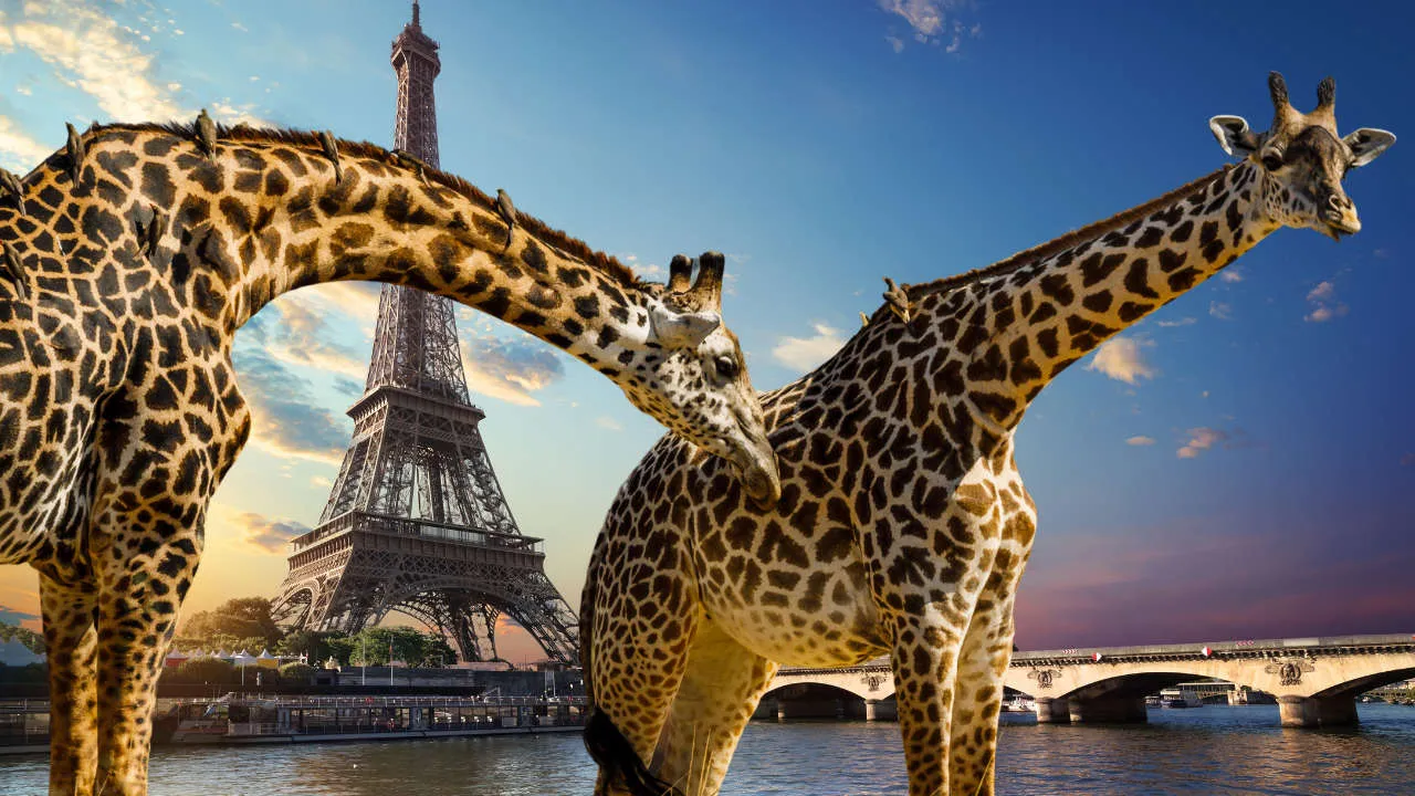 The challenge image: two giraffes with oxpeckers on their necks in the foreground, the Eiffel Tower behind the left giraffe's arched neck, a stone bridge over the Seine on the right, sunset sky