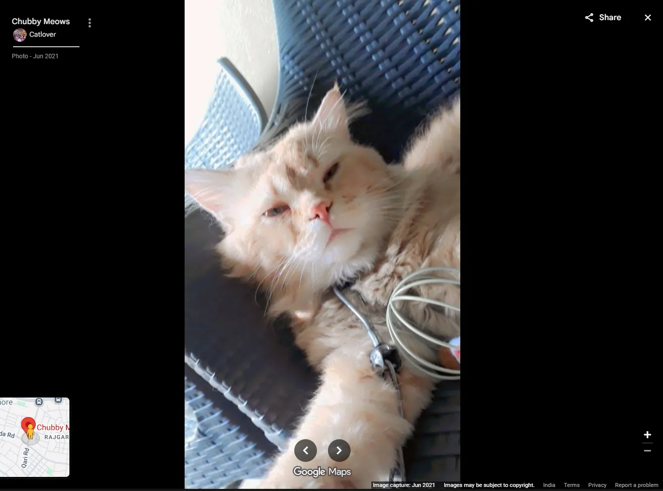 The Google Maps photo gallery confirms the venue: the same cat, uploaded to the Chubby Meows place listing by the operator's own "Catlover" account in June 2021.