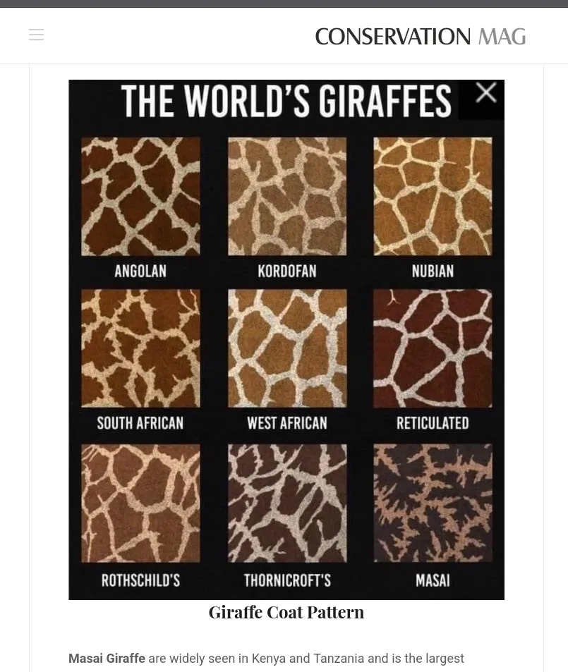 Conservation Mag chart titled The World's Giraffes: nine coat swatches labelled Angolan, Kordofan, Nubian, South African, West African, Reticulated, Rothschild's, Thornicroft's and Masai