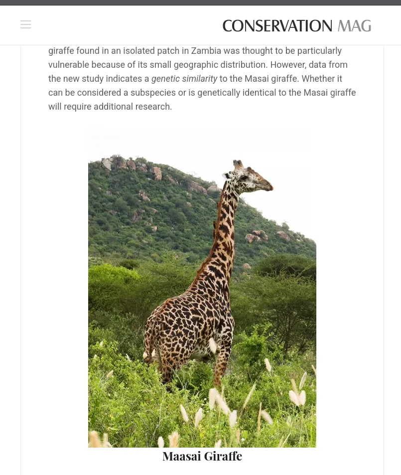 Conservation Mag paragraph: giraffe found in an isolated patch in Zambia was thought to be particularly vulnerable because of its small geographic distribution. However, data from the new study indicates a genetic similarity to the Masai giraffe, above the photo captioned Maasai Giraffe