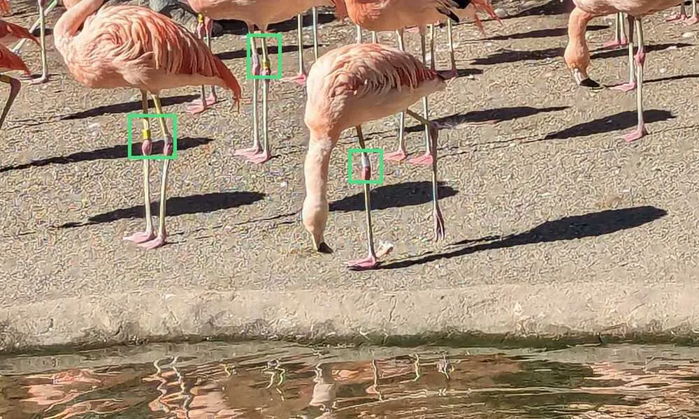 A crop of the flamingos' legs: grey legs with pink "knees" and pink feet, and three boxes around coloured bands on the legs, one yellow, one yellow-green and one white