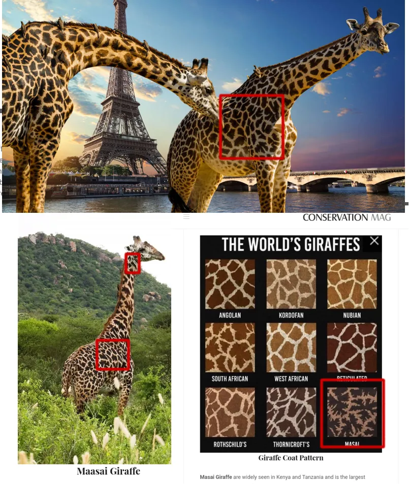 Comparison: the challenge image on top with a red box on the right giraffe's flank; below, Conservation Mag's photo captioned Maasai Giraffe with red boxes on its neck and flank, and the chart with the Masai swatch boxed in red