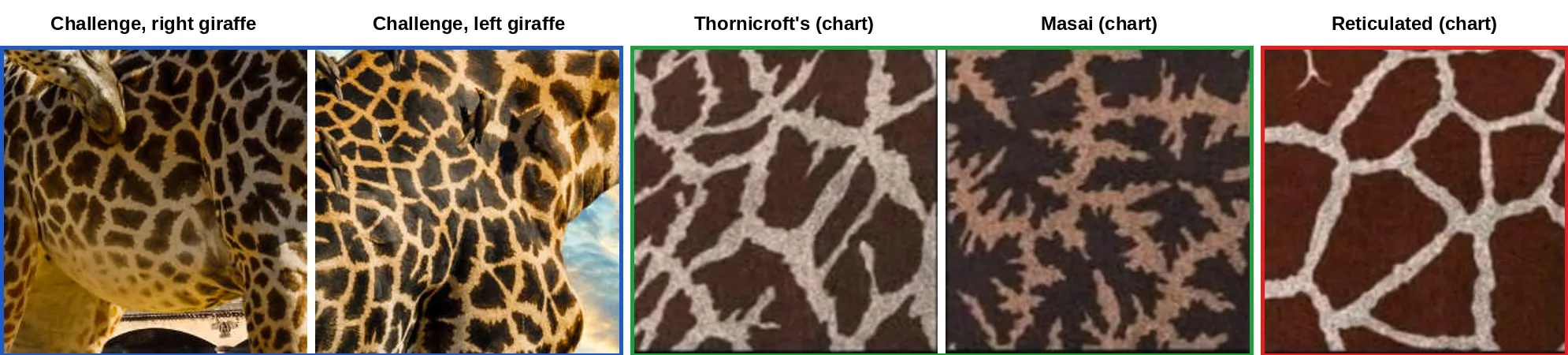 Five square crops: the flank of the right challenge giraffe and the neck of the left one in a blue frame, the Thornicroft's and Masai swatches from the chart in a green frame, the Reticulated swatch in a red frame