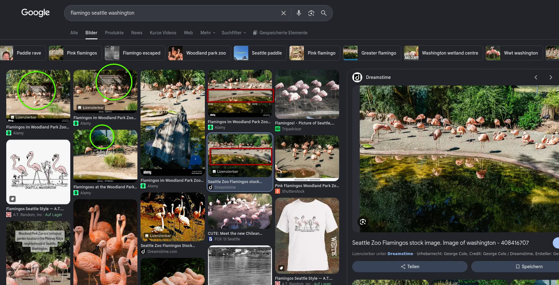 Google Images results for flamingo seattle washington: several Alamy photos captioned Flamingos im Woodland Park Zoo with green circles around the dark wooden shelter behind the birds, and Dreamstime and Alamy photos with red boxes around the curved concrete pool edge; the Dreamstime photo Seattle Zoo Flamingos is open in the preview on the right